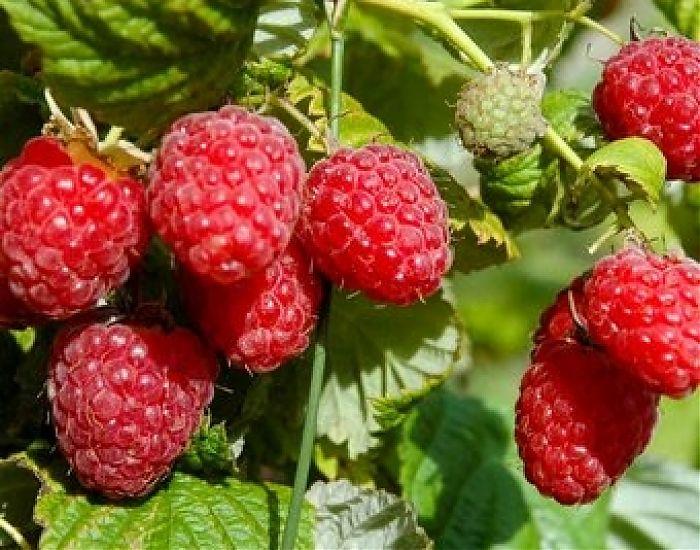 framboise Yaroslavna