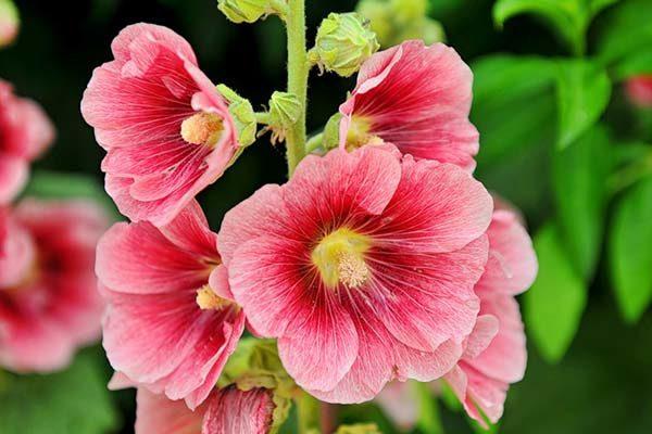 mallow flower