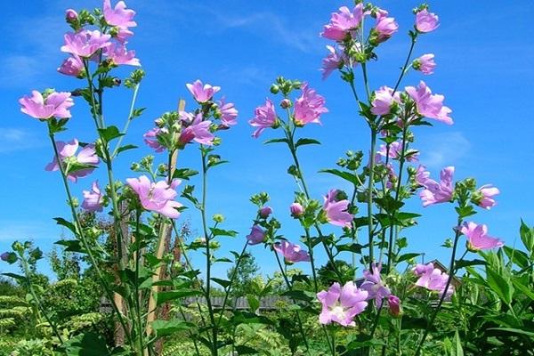 propriétés de la rose en stock