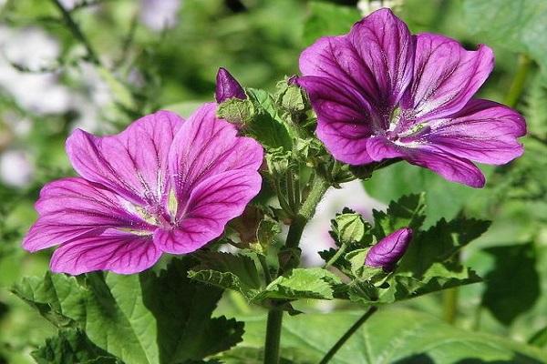 flowers for treatment