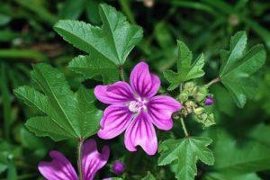 Las propiedades curativas y contraindicaciones de la malva, los beneficios y daños de la planta.