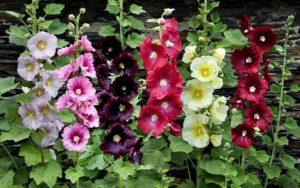 Characteristics and descriptions of varieties of garden mallow, planting and care features