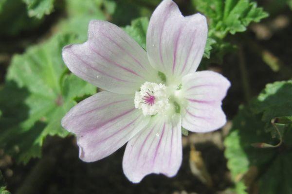 Malva desapercibida