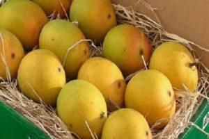 Descripción de las variedades de mango Alfonso, reproducción y cuidados en el hogar.