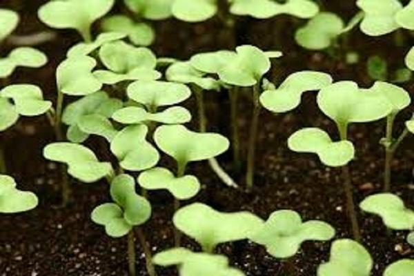 growing seedlings