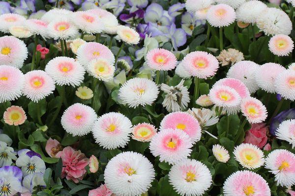 marguerites Prolifera