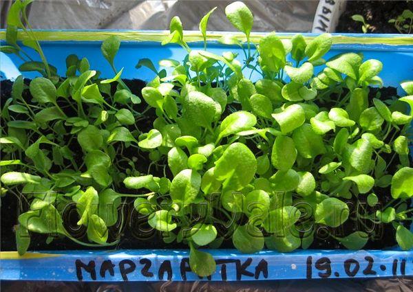 plants de marguerite