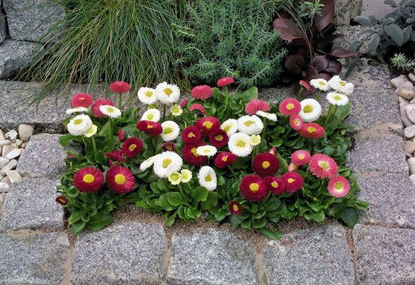 marguerites dans la conception de paysage