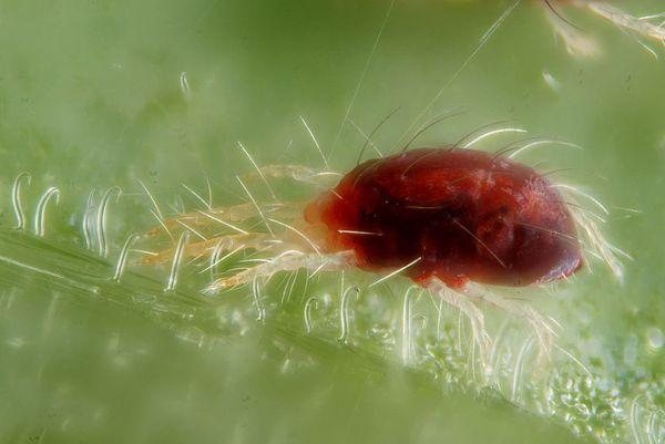 Common mite