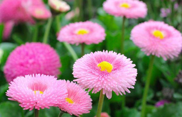 marguerites roses