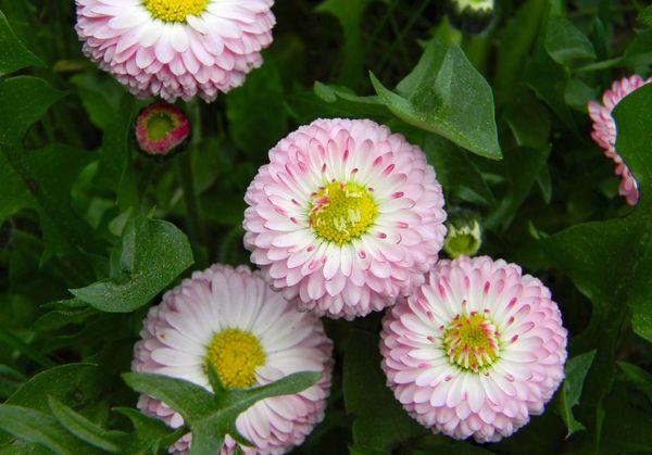 marguerites dans le jardin