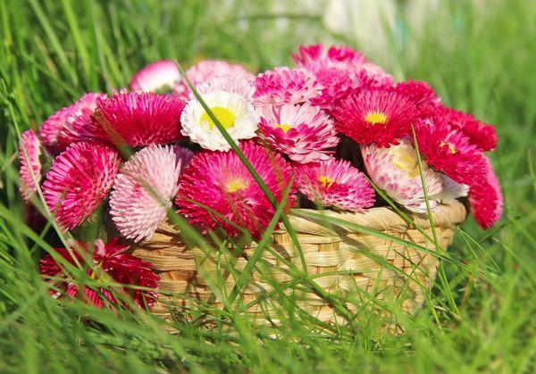 basket of daisies