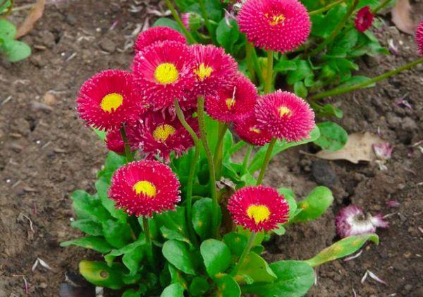 la croissance des marguerites