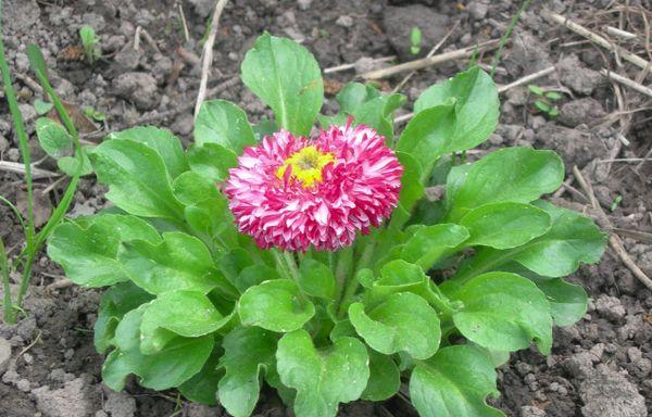 daisy cuttings