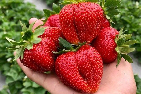 ripe strawberry