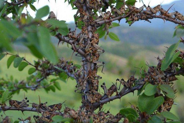 flower pests