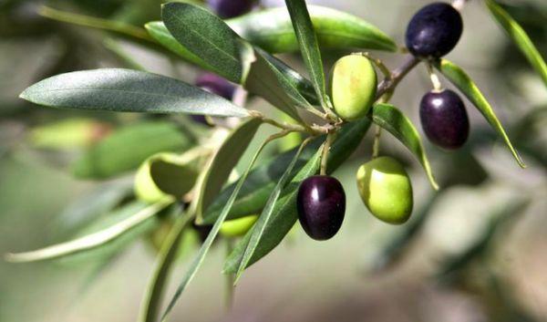 Olive tree