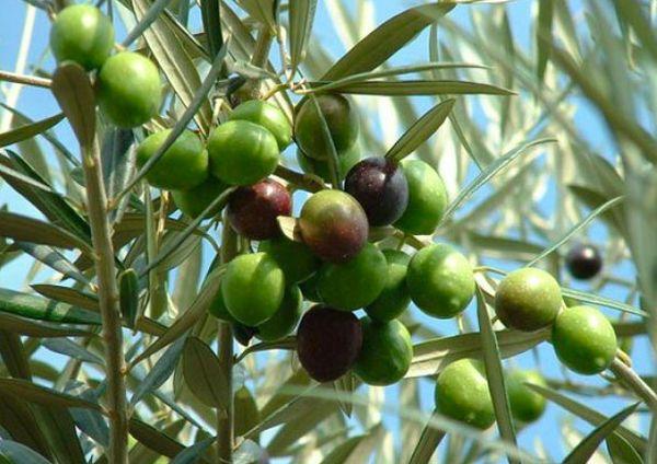 green olives