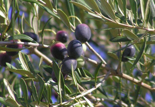 Olives Manaki