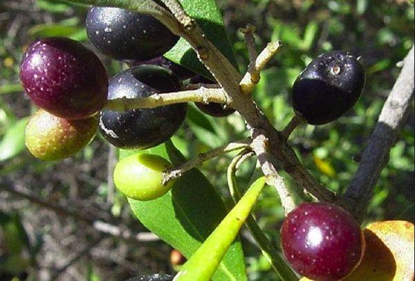 Tree with olives