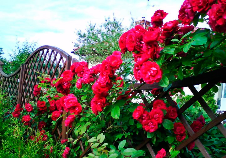 rose bushes