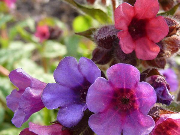 Mga bulaklak ng Pulmonaria