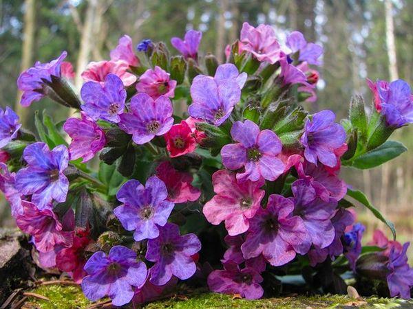 Plantación de pulmonaria