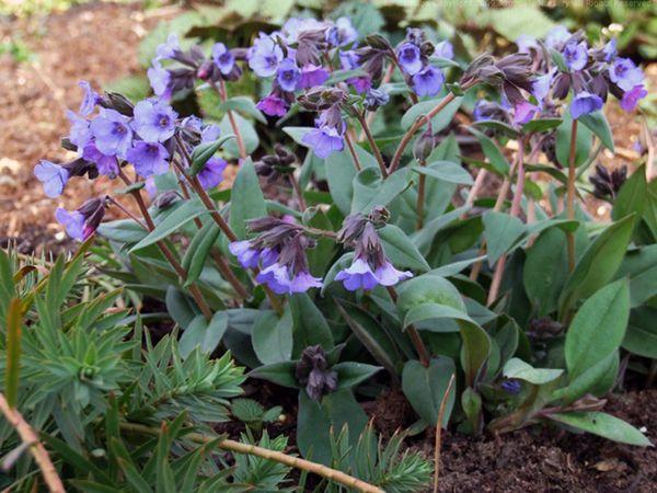 aterrizaje de pulmonaria