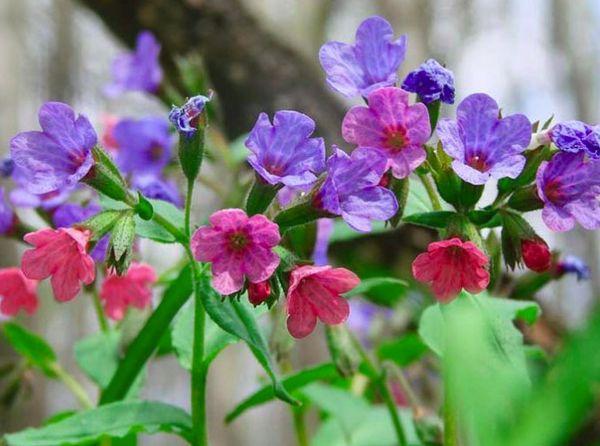 fleurs colorées