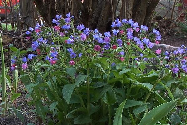 composición de la pulmonaria