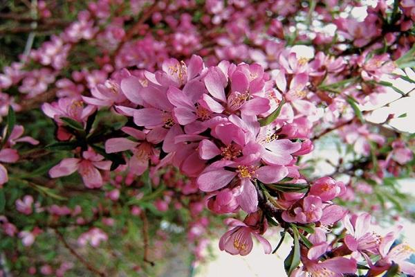 arbre fleuri