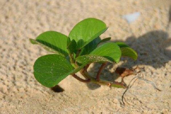 plántula cultivada