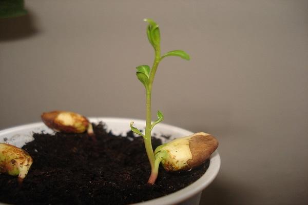 premières pousses