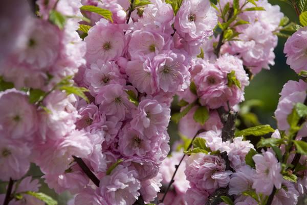 almond tree