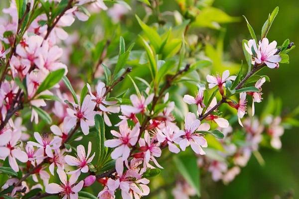 almendras comunes