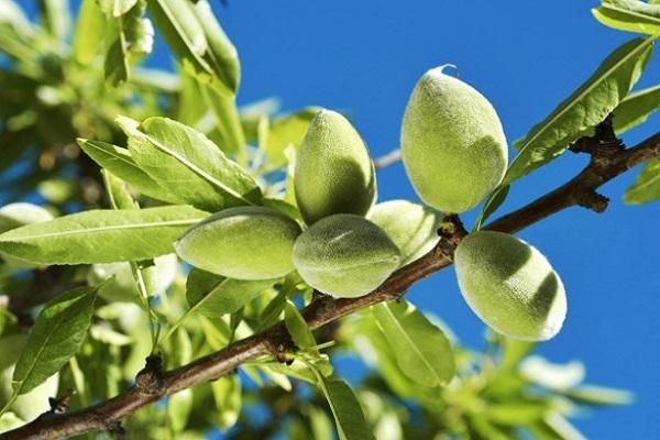 green fruit