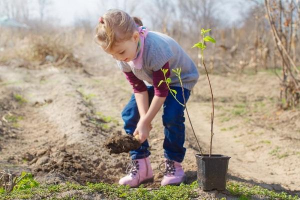 se aplican fertilizantes