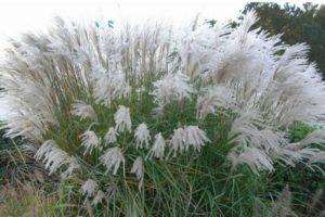 Anbau und Pflege von Miscanthus auf freiem Feld, Arten und Sorten