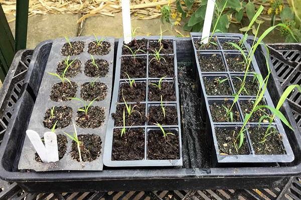 growing for seedlings