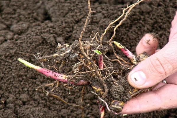 planting miscanthus