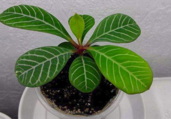 planta exuberante