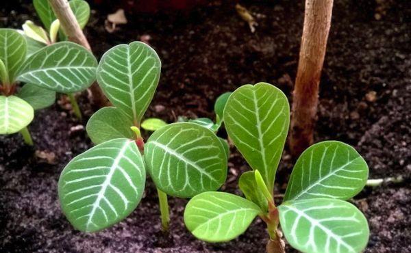 milkweed breeding