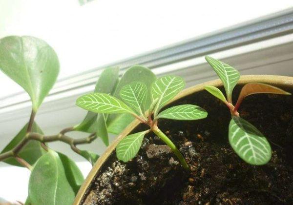 milkweed sprouts