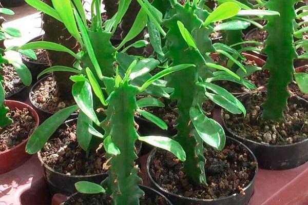 indoor spurge