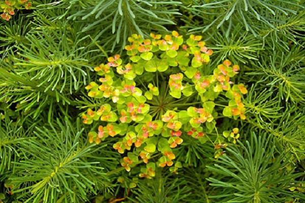 almond spurge