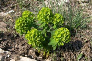 Plantación y cuidado de algodoncillo perenne de jardín, reproducción y cultivo.