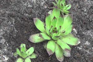 Planting and caring for juveniles in the open field, reproduction and rearing