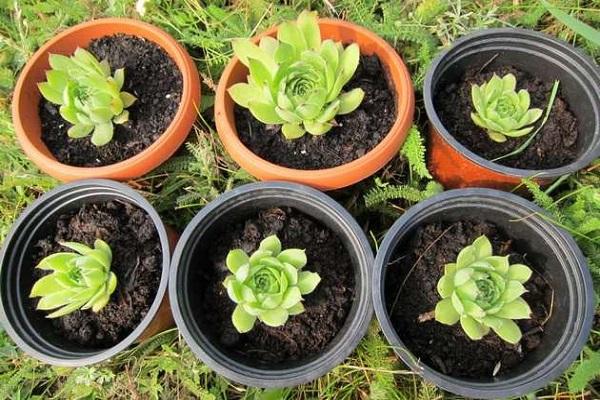 cuttings in pots