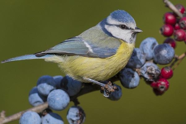 ravageur des oiseaux