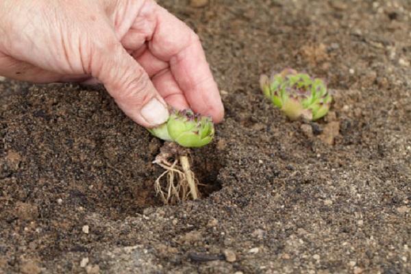 características de cultivo